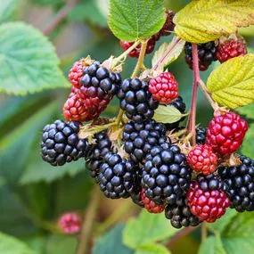 Blackberry (Rubus fruticosus) 3